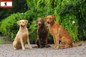 Přečtete si více ze článku Chesapeake Bay Retriever chovatelé a štěňata v Berlíně
