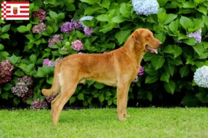 Přečtete si více ze článku Chesapeake Bay Retriever chovatelé a štěňata v Brémách
