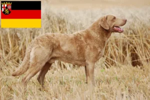 Přečtete si více ze článku Chovatelé a štěňata Chesapeake Bay Retrieverů v Porýní-Falci