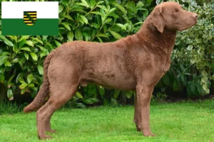 Přečtete si více ze článku Chesapeake Bay Retriever chovatelé a štěňata v Sasku