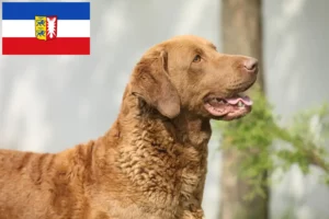 Přečtete si více ze článku Chovatelé a štěňata Chesapeake Bay Retrieverů ve Šlesvicku-Holštýnsku