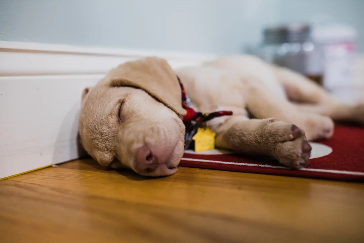 Koupit si štěně Chesapeake Bay Retrievera znamená převzít odpovědnost! Prodám štěňata Chesapeake Bay Retrievera.