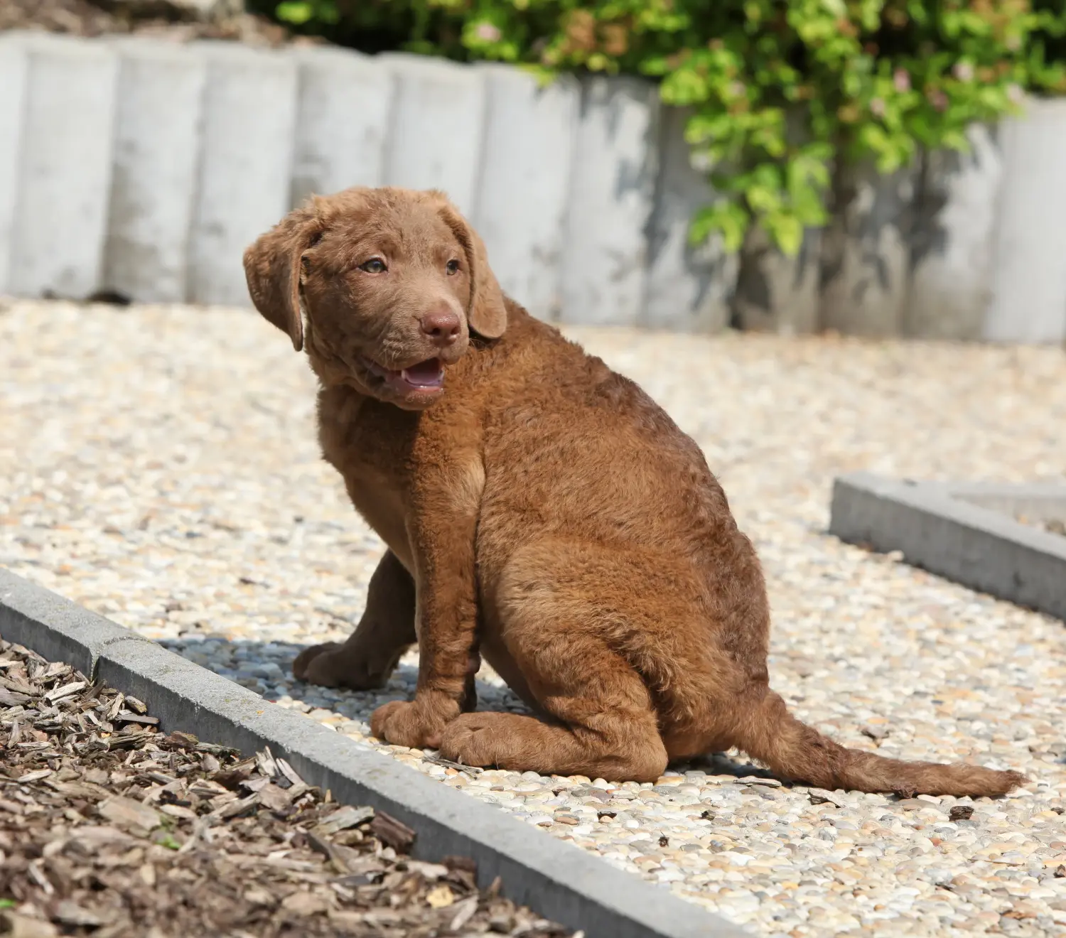 Koupit si štěně Chesapeake Bay Retrievera znamená převzít odpovědnost! Prodám štěňata Chesapeake Bay Retrievera.