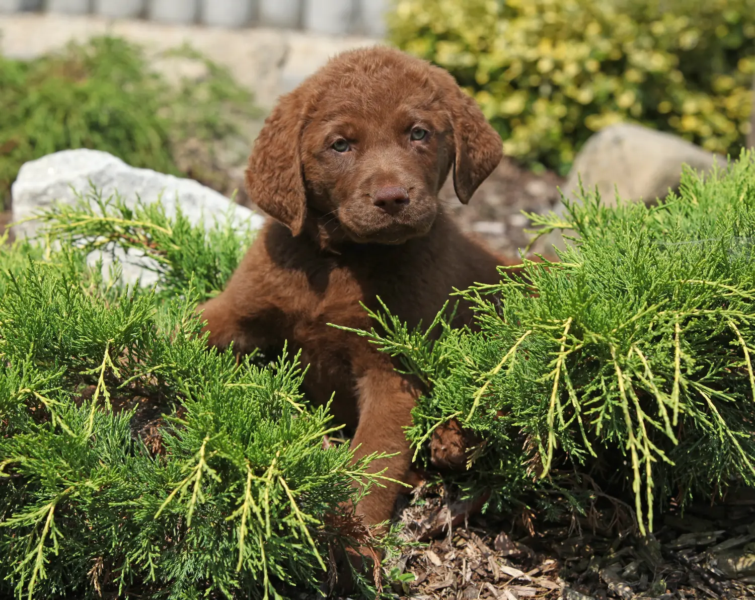 Koupit si štěně Chesapeake Bay Retrievera znamená převzít odpovědnost! Prodám štěňata Chesapeake Bay Retrievera.