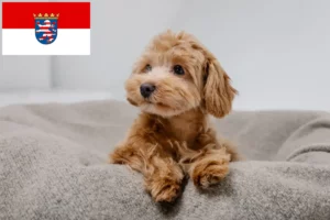 Přečtete si více ze článku Chovatelé maltipů a štěňat v Hesensku