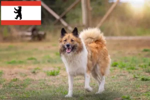 Přečtete si více ze článku Chovatelé a štěňata Elo v Berlíně