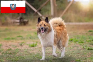 Přečtete si více ze článku Chovatelé a štěňata Elo v Durynsku