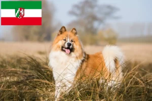 Přečtete si více ze článku Chovatelé a štěňata Elo v Severním Porýní-Vestfálsku
