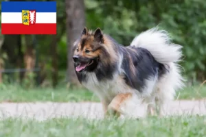 Přečtete si více ze článku Chovatelé a štěňata Elo ve Šlesvicku-Holštýnsku