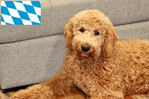 Přečtete si více ze článku Chovatelé goldendoodlů a štěňat v Bavorsku