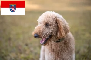 Přečtete si více ze článku Chovatelé goldendoodlů a štěňat v Hesensku