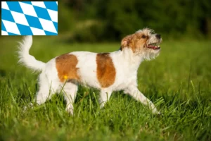 Přečtete si více ze článku Chovatelé a štěňata Kromfohrländer v Bavorsku
