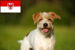 Přečtete si více ze článku Chovatelé a štěňata Kromfohrländer v Braniborsku