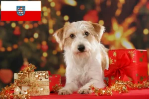 Přečtete si více ze článku Chovatelé a štěňata Kromfohrländer v Durynsku