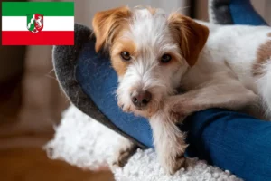 Přečtete si více ze článku Chovatelé a štěňata Kromfohrländer v Severním Porýní-Vestfálsku