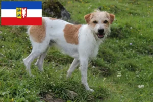 Přečtete si více ze článku Chovatelé a štěňata Kromfohrländer ve Šlesvicku-Holštýnsku