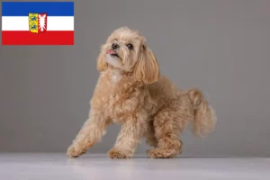 Přečtete si více ze článku Chovatelé maltipů a štěňat ve Šlesvicku-Holštýnsku