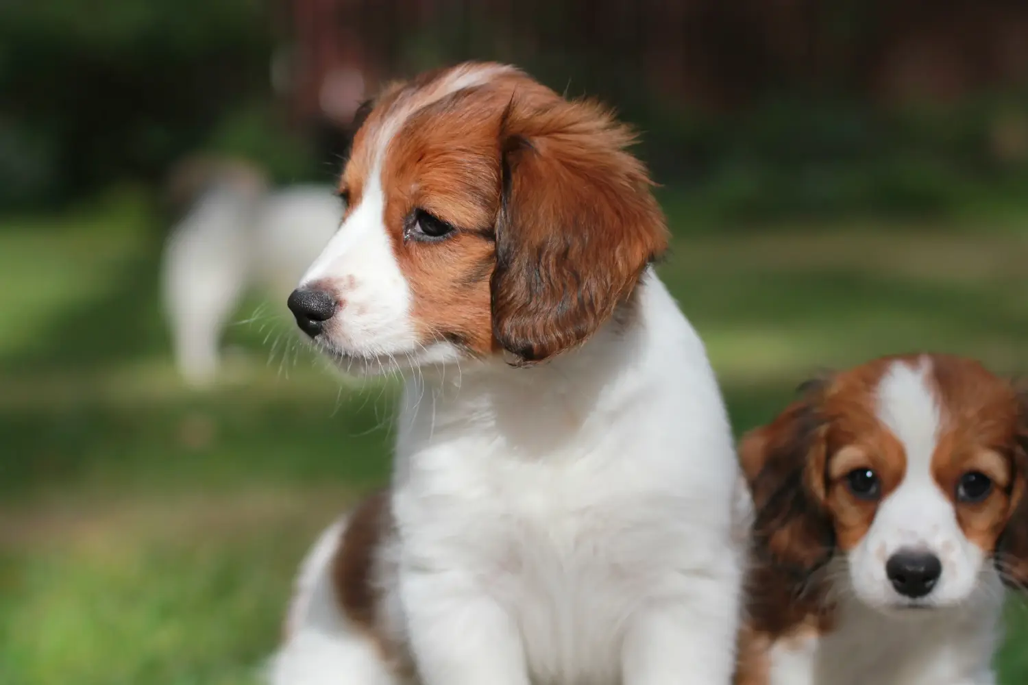 Koupit si štěně holandského kooikerhondje znamená převzít odpovědnost! Prodám štěňata holandského kooikerhondje.