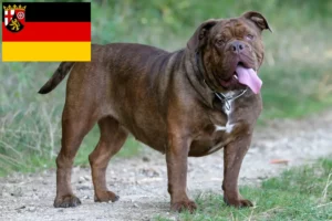 Přečtete si více ze článku Chovatelé a štěňata staroanglických buldočků v Porýní-Falci