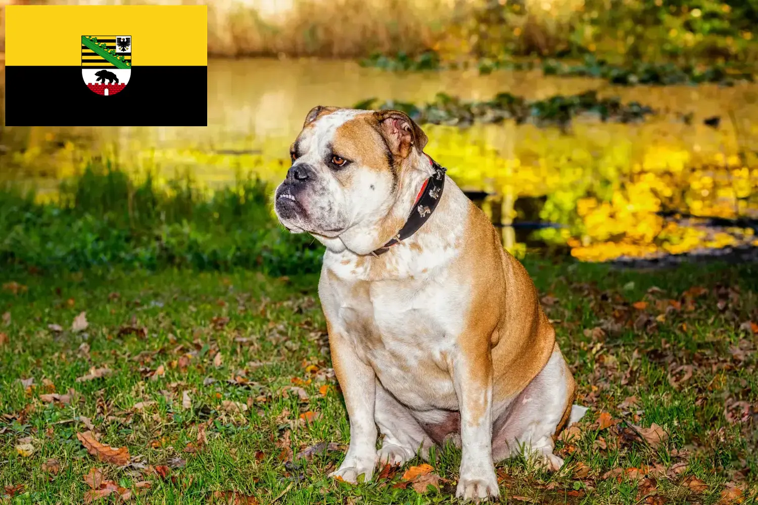 Přečtete si více ze článku Chovatelé a štěňata staroanglických buldoků v Sasku-Anhaltsku