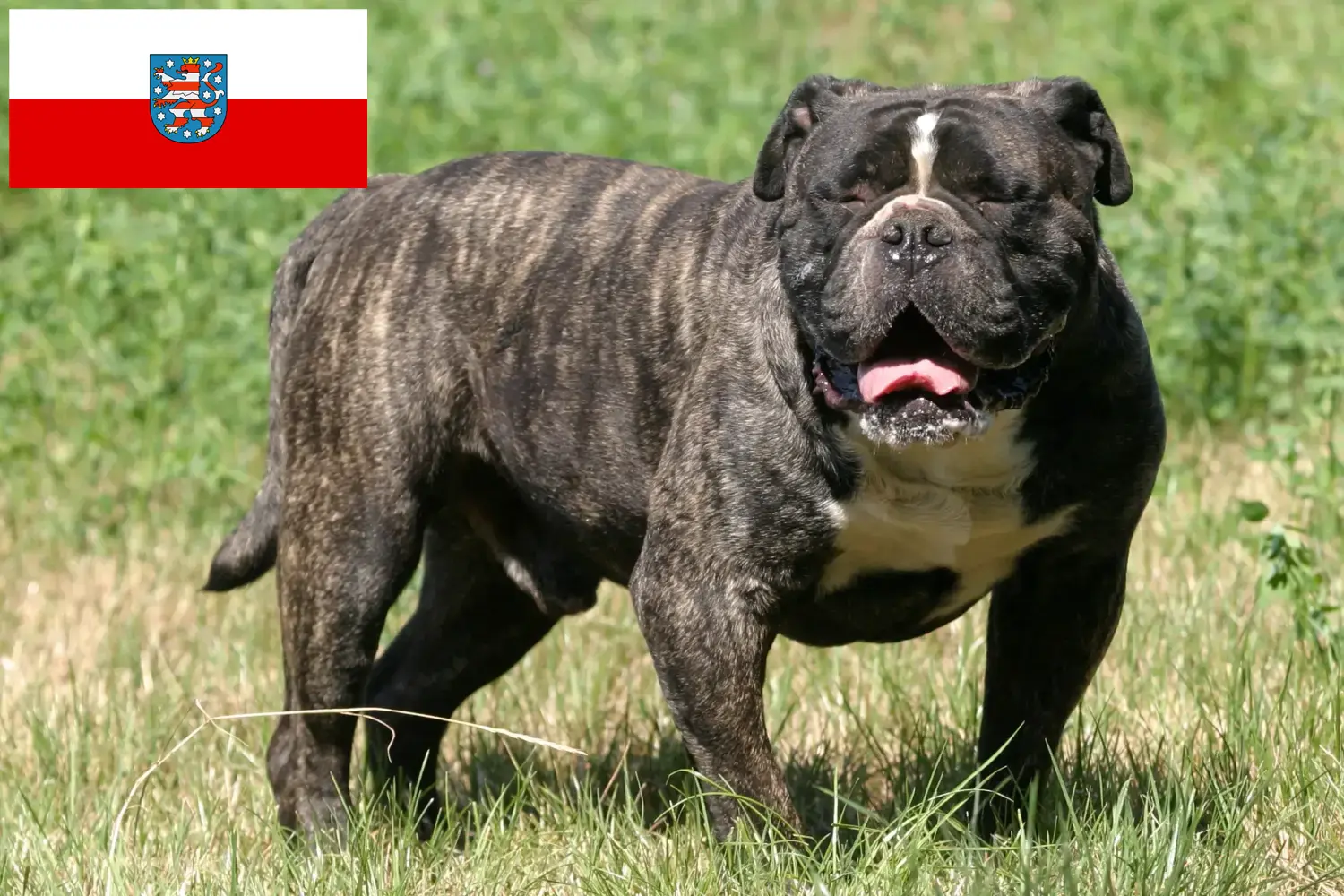 Přečtete si více ze článku Chovatelé starých anglických buldoků a štěňat v Durynsku