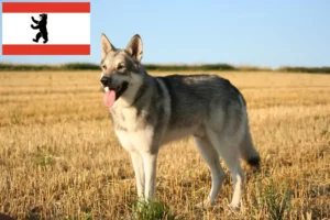 Přečtete si více ze článku Chovatelé vlčáků a štěňat Saarloos v Berlíně