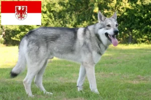 Přečtete si více ze článku Saarloos chovatelé vlčáků a štěňat v Braniborsku
