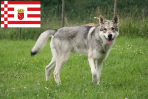 Přečtete si více ze článku Saarloos chovatelé vlčáků a štěňat v Brémách