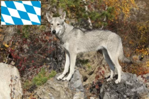 Přečtete si více ze článku Chovatelé vlkodavů a štěňat v Bavorsku
