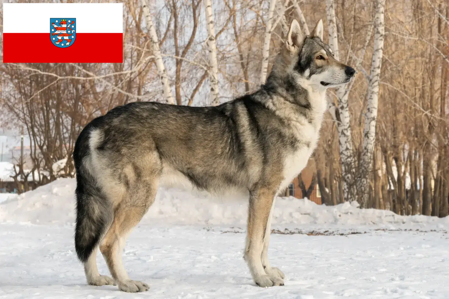Přečtete si více ze článku Saarloos chovatelé vlčáků a štěňat v Durynsku