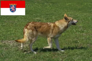 Přečtete si více ze článku Chovatelé vlkodavů a štěňat v Hesensku