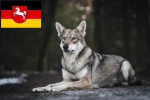Přečtete si více ze článku Saarloos chovatelé vlčáků a štěňat v Dolním Sasku
