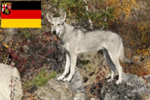Přečtete si více ze článku Chovatelé vlkodavů a štěňat v Porýní-Falci