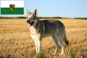 Přečtete si více ze článku Saarloos Chovatelé vlčáků a štěňat v Sasku