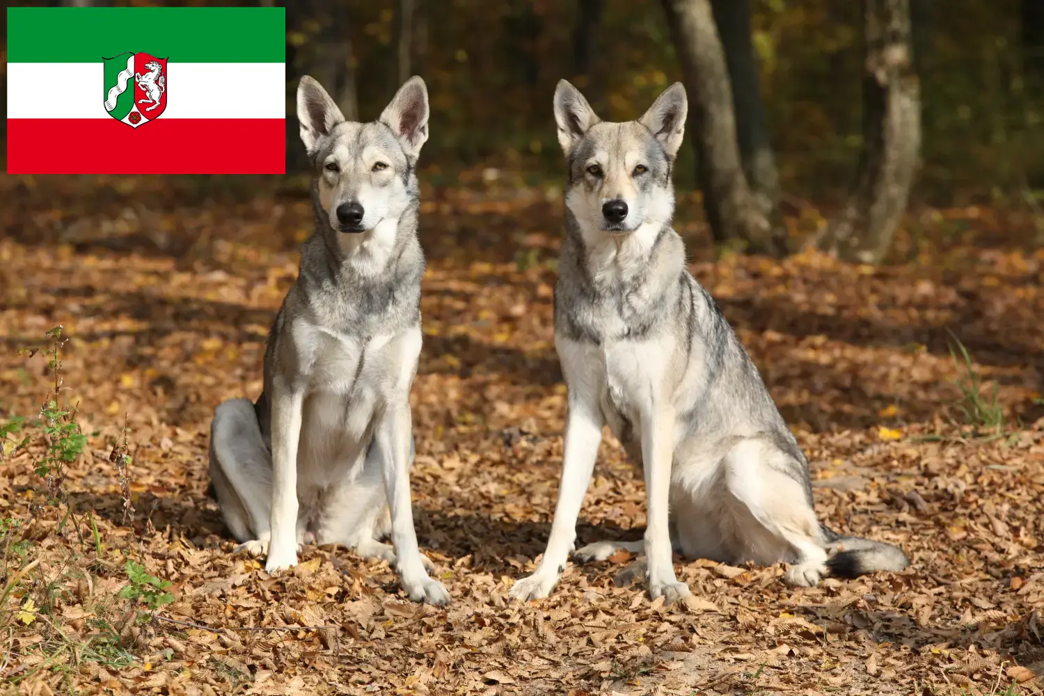 Saarloos Wolfhound štěňata a chovatelé Severní Porýní-Vestfálsko Zde najdete chovatele vlkodavů Saarloos v Severním Porýní-Vestfálsku.