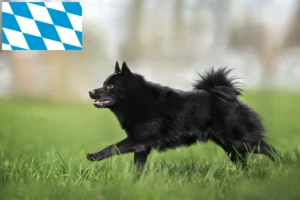 Přečtete si více ze článku Chovatelé šiperek a štěňat v Bavorsku