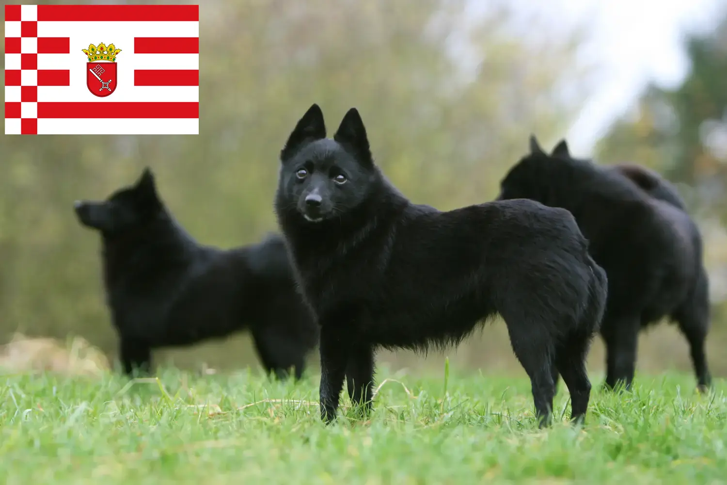 Schipperke štěňata a chovatelé Bremen Zde naleznete chovatele psů plemene Schipperkes v Brémách.