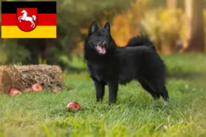 Přečtete si více ze článku Chovatelé šiperek a štěňata v Dolním Sasku