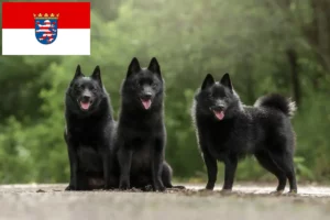 Přečtete si více ze článku Chovatelé šiperek a štěňata v Hesensku