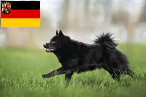 Přečtete si více ze článku Chovatelé šiperek a štěňat v Porýní-Falci