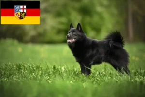 Přečtete si více ze článku Chovatelé šiperek a štěňata v Sársku