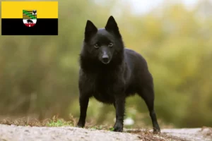 Přečtete si více ze článku Chovatelé a štěňata šiperek v Sasku-Anhaltsku