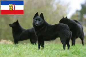 Přečtete si více ze článku Chovatelé a štěňata švýcarských ovčáků ve Šlesvicku-Holštýnsku