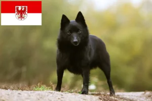 Přečtete si více ze článku Chovatelé šiperek a štěňata v Brandenburgu