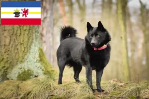 Přečtete si více ze článku Chovatelé šiperek a štěňat v Meklenbursku-Předním Pomořansku