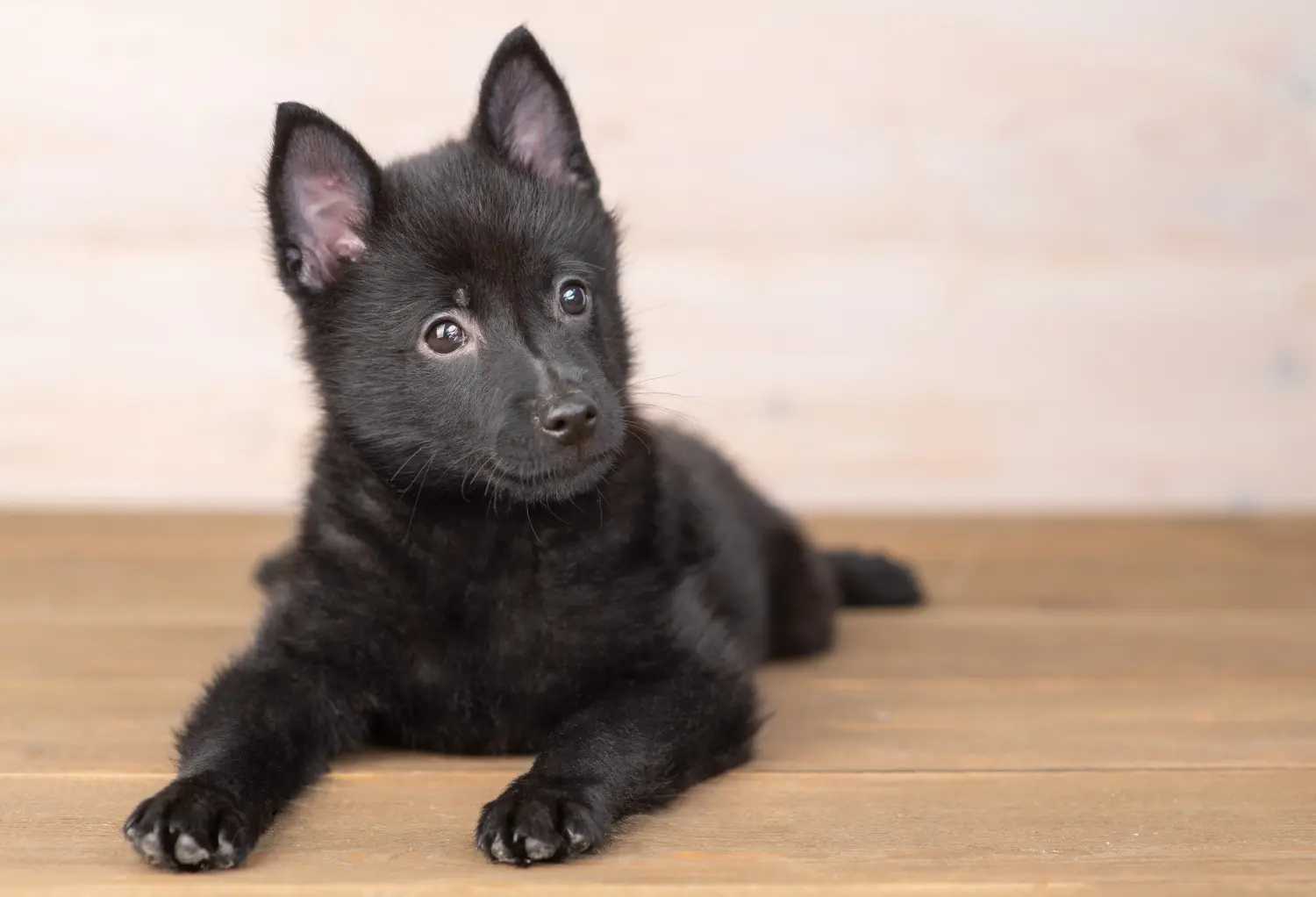 Koupit si štěně Schipperke znamená převzít odpovědnost! Prodám štěňata Schipperke.