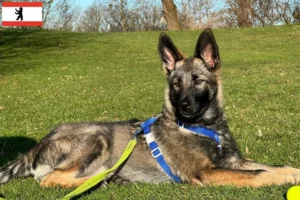 Přečtete si více ze článku Sylvan Companion Dog chovatel a štěňata v Berlíně