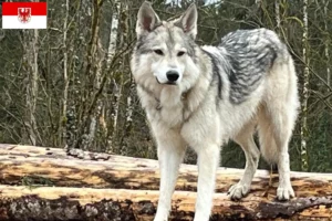 Přečtete si více ze článku Sylvan Companion chovatelé psů a štěňata v Brandenburgu