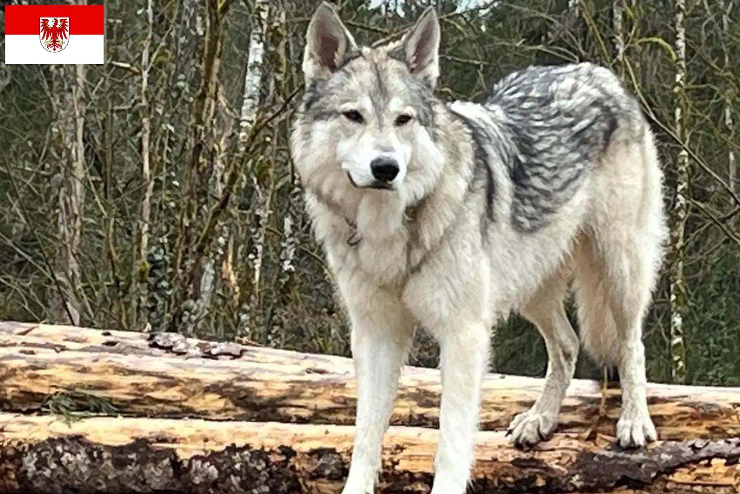 Sylvan Companion Dog štěňata a chovatelé Brandenburg Zde najdete chovatele psů Sylvan Companion v Brandenburgu.