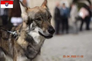 Přečtete si více ze článku Sylvan Companion chovatelé psů a štěňata v Hesensku
